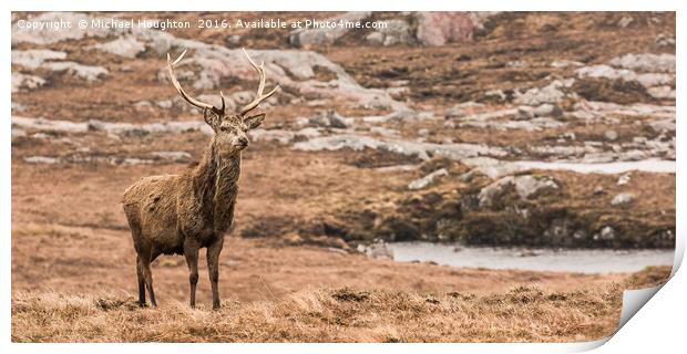Inquisitive Stag Print by Michael Houghton