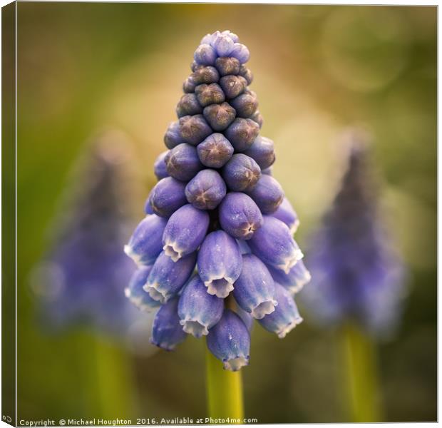 Blue Muscari Canvas Print by Michael Houghton