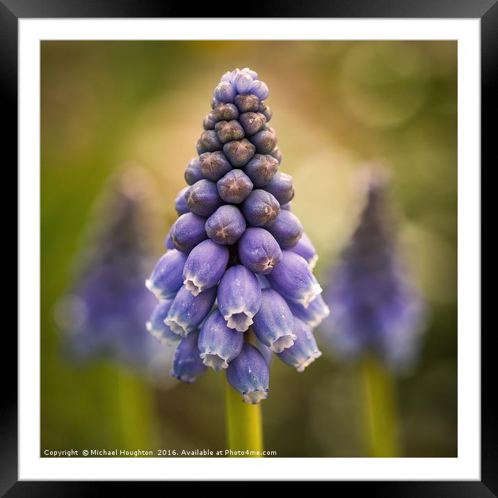 Blue Muscari Framed Mounted Print by Michael Houghton