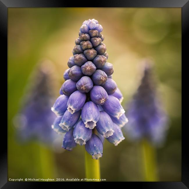 Blue Muscari Framed Print by Michael Houghton