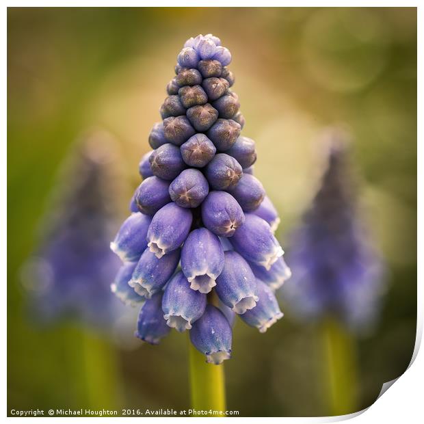 Blue Muscari Print by Michael Houghton
