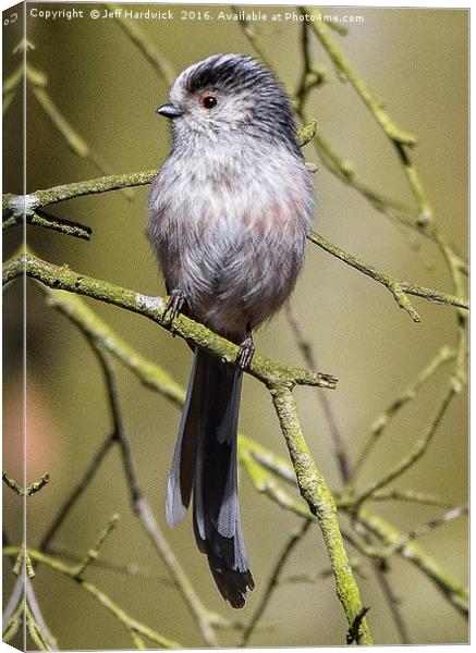 Long-Tailed Tit Canvas Print by Jeff Hardwick