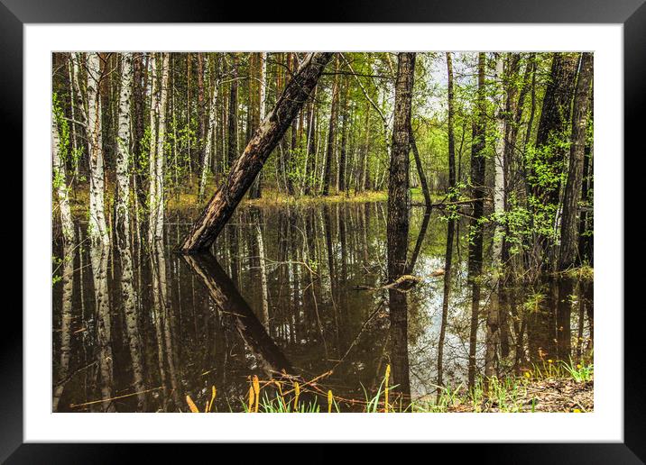 The flooded forest in spring Framed Mounted Print by Svetlana Korneliuk
