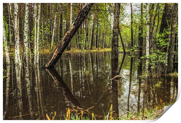 The flooded forest in spring Print by Svetlana Korneliuk