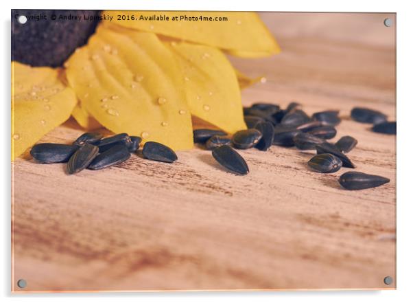 sunflowers and scattered sunflower seeds Acrylic by Andrey Lipinskiy