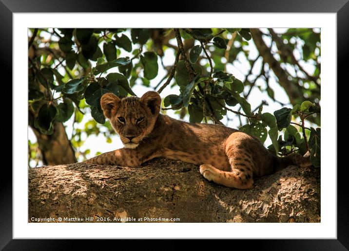 Uganda's famous tree climbing lions Framed Mounted Print by Matthew Hill