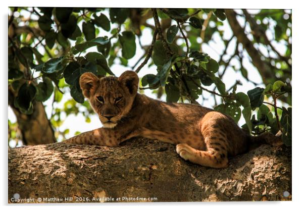 Uganda's famous tree climbing lions Acrylic by Matthew Hill