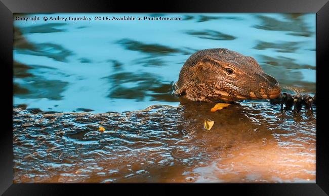 big lizard pops out of the water Framed Print by Andrey Lipinskiy