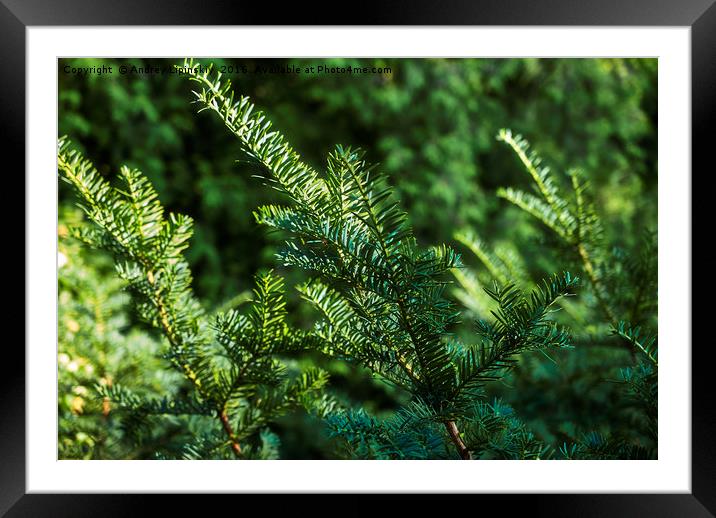 green spruce branches Framed Mounted Print by Andrey Lipinskiy