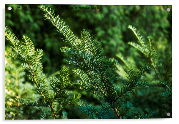 green spruce branches Acrylic by Andrey Lipinskiy