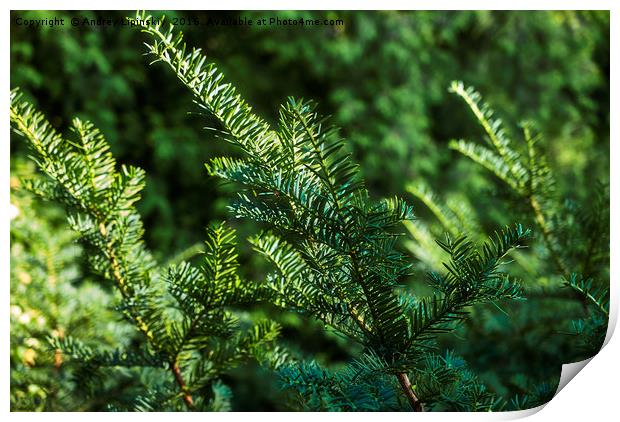 green spruce branches Print by Andrey Lipinskiy