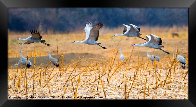 Low Level Flyby Framed Print by Mike Dawson