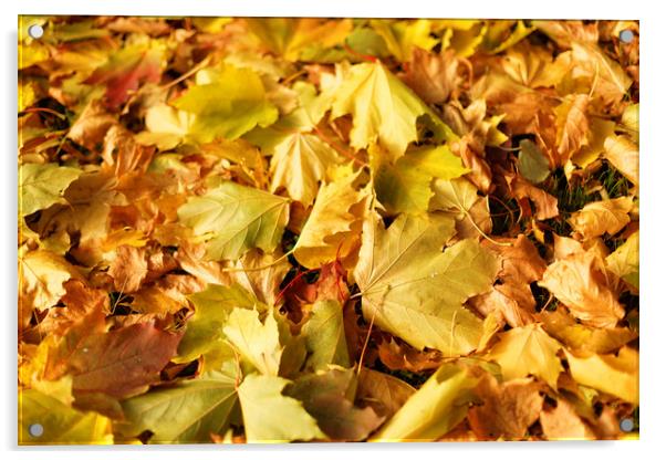 Maple leaves in autumn Acrylic by Gaukhar Yerk