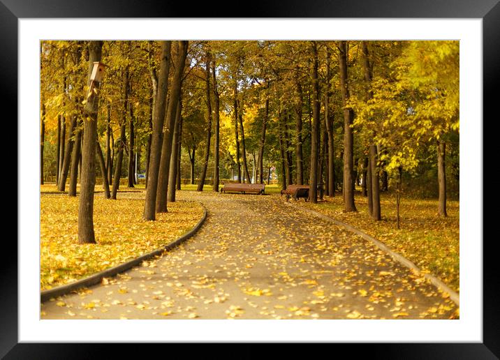 Benches in the autumn park Framed Mounted Print by Gaukhar Yerk