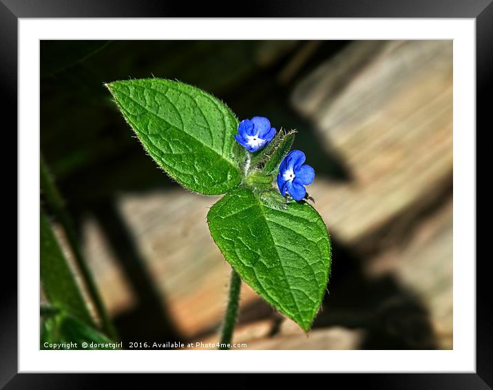 Green Alkanet - Pentaglottis sempervirens Framed Mounted Print by Susie Peek