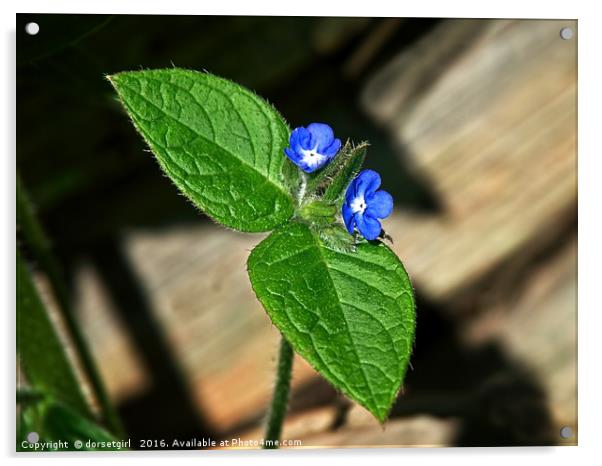 Green Alkanet - Pentaglottis sempervirens Acrylic by Susie Peek