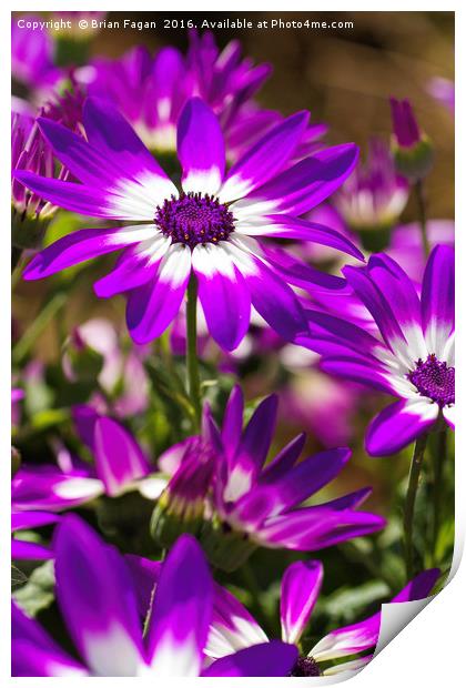 Purple flower Print by Brian Fagan