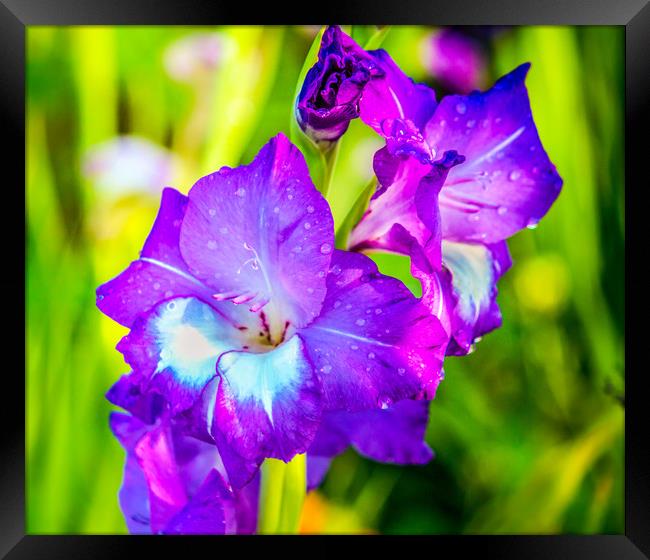 The Amethyst Iris Framed Print by Svetlana Korneliuk