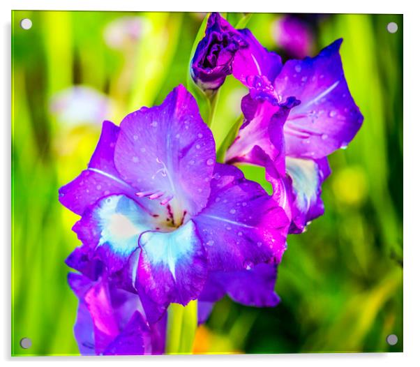 The Amethyst Iris Acrylic by Svetlana Korneliuk