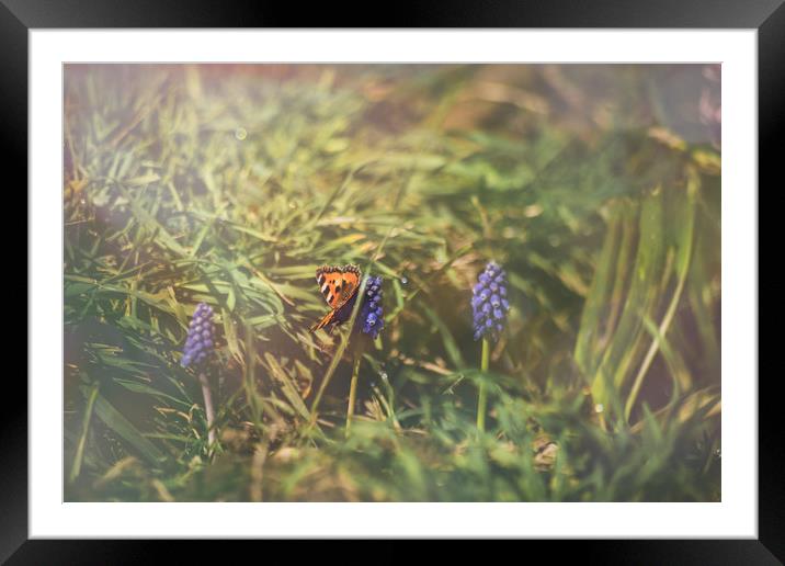 Butterfly at sunrise Framed Mounted Print by Plamena Velikova