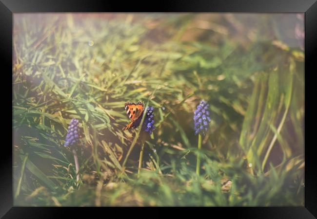Butterfly at sunrise Framed Print by Plamena Velikova