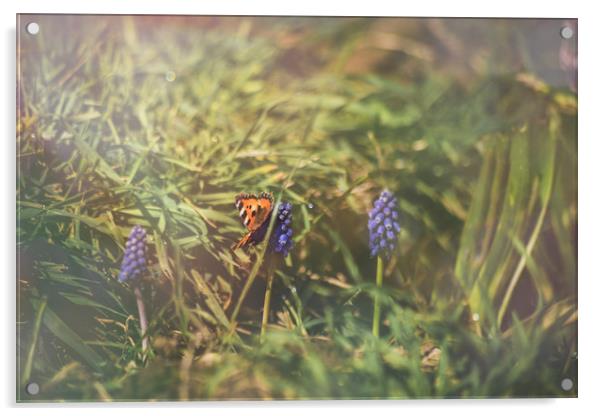 Butterfly at sunrise Acrylic by Plamena Velikova