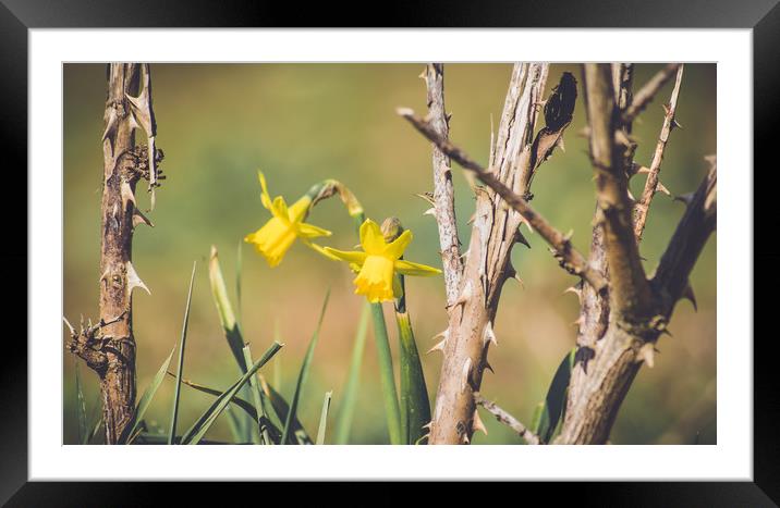 daffodils Framed Mounted Print by Plamena Velikova