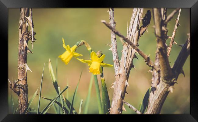 daffodils Framed Print by Plamena Velikova