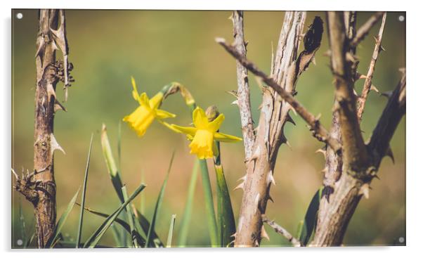 daffodils Acrylic by Plamena Velikova