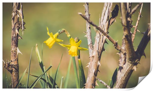 daffodils Print by Plamena Velikova