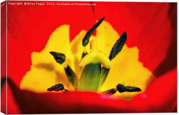 Red Tulip Canvas Print by Brian Fagan