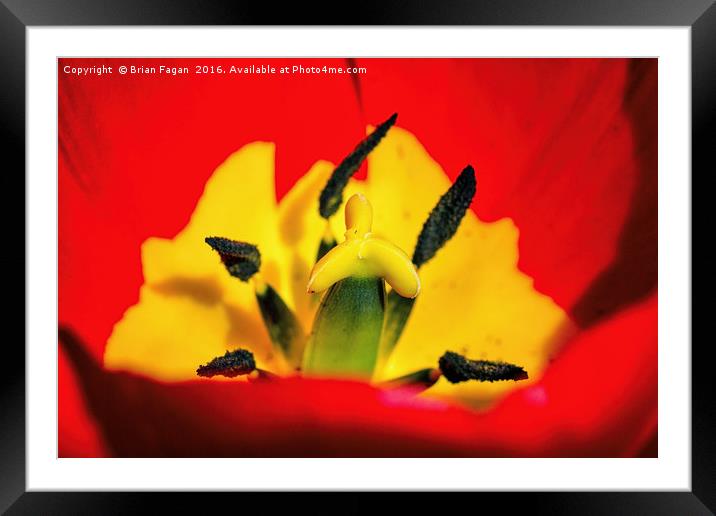 Red Tulip Framed Mounted Print by Brian Fagan