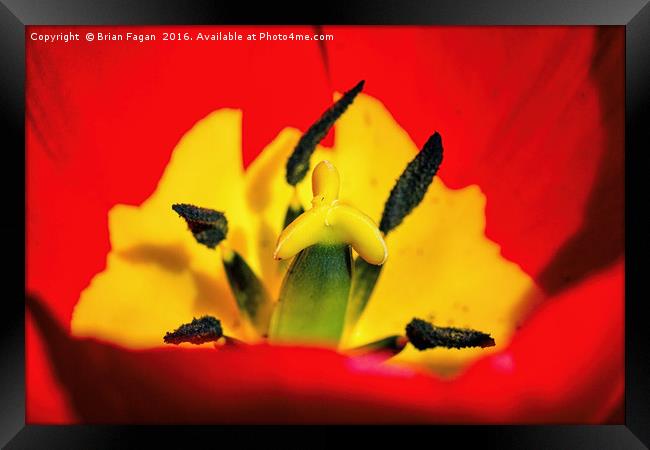 Red Tulip Framed Print by Brian Fagan