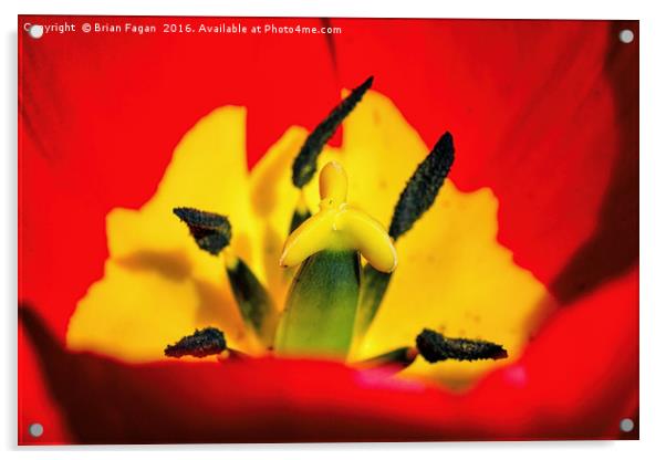 Red Tulip Acrylic by Brian Fagan