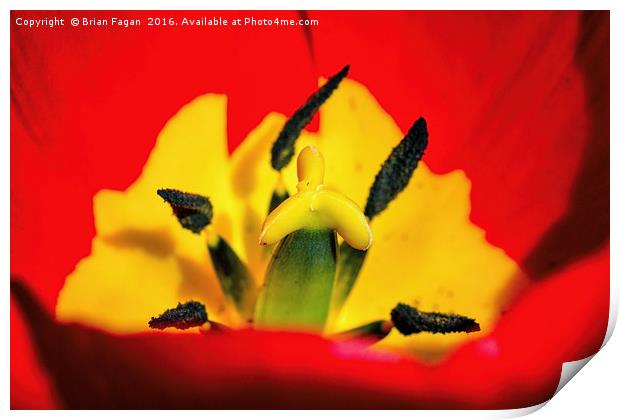 Red Tulip Print by Brian Fagan