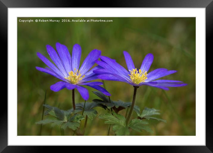 Anemone blanda Framed Mounted Print by Robert Murray