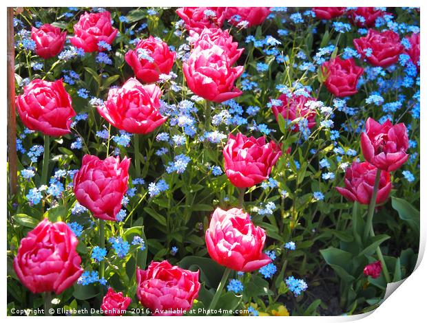 Pink Tulips and Blue Forget me Nots Print by Elizabeth Debenham
