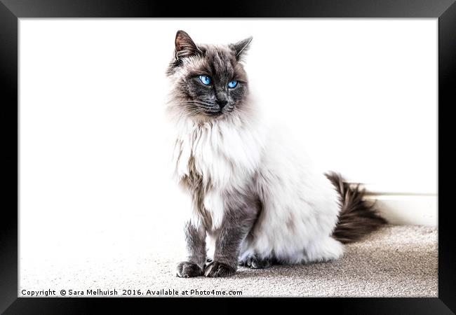 Brooding ragdoll Framed Print by Sara Melhuish