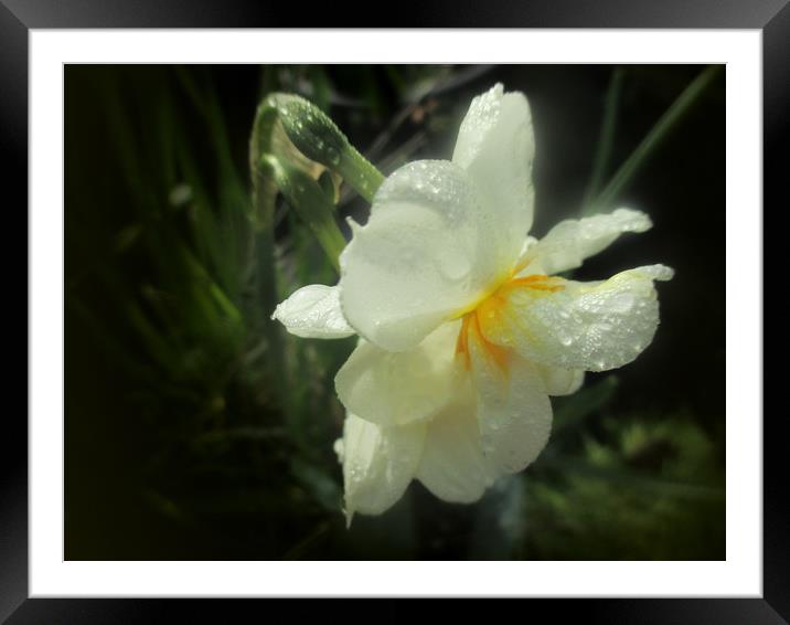 White Narcissi Framed Mounted Print by Valerie Anne Kelly