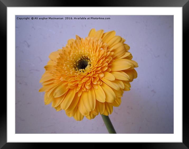 A nice flower, Framed Mounted Print by Ali asghar Mazinanian