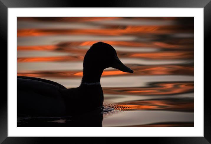 Fire on the water Framed Mounted Print by Sue MacCallum- Stewart