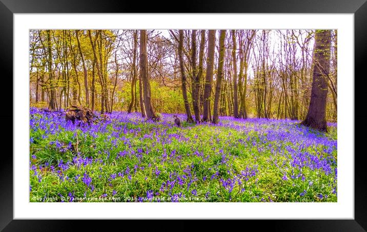 Bluebell woods with cat  Framed Mounted Print by Framemeplease UK