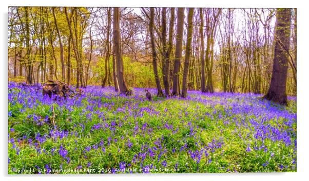 Bluebell woods with cat  Acrylic by Framemeplease UK