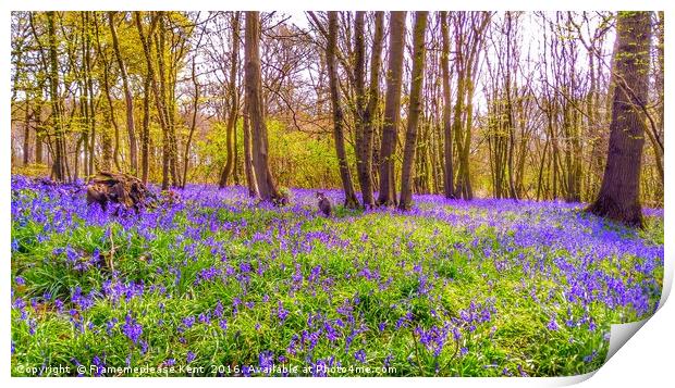 Bluebell woods with cat  Print by Framemeplease UK
