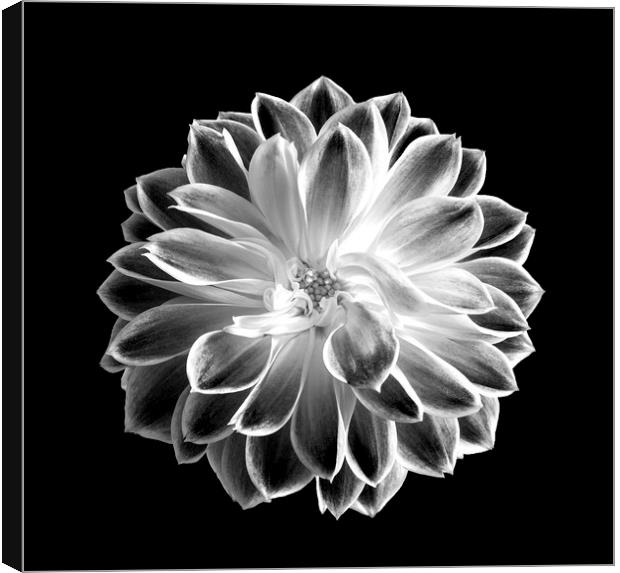 Monochrome Flower  Canvas Print by Lee Milner