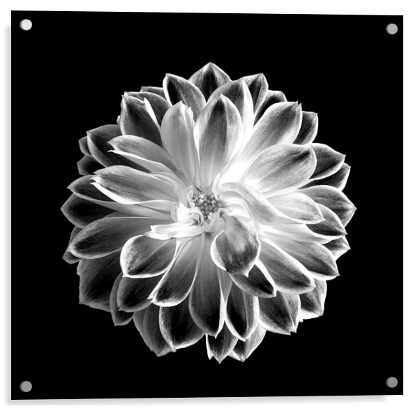 Monochrome Flower  Acrylic by Lee Milner