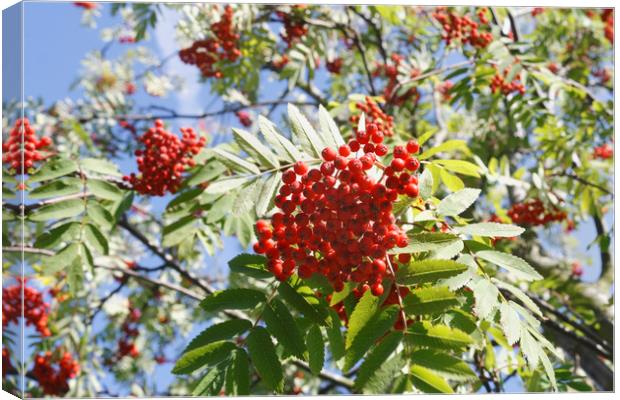 Red Berries Canvas Print by Kevin Round