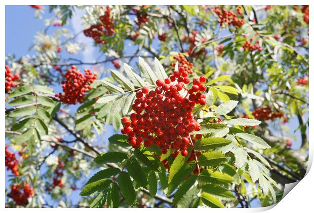 Red Berries Print by Kevin Round