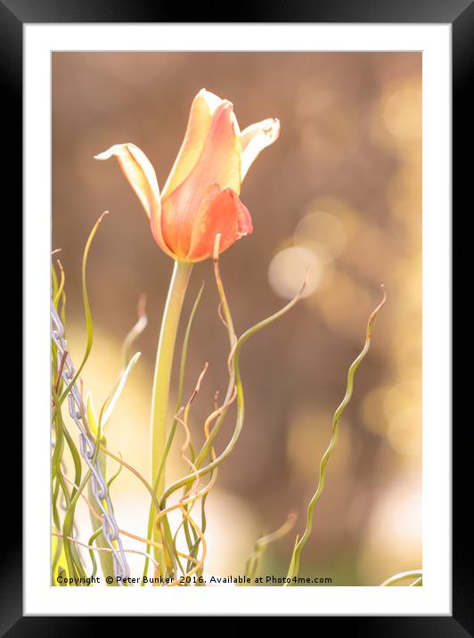 Backlit Tulip. Framed Mounted Print by Peter Bunker