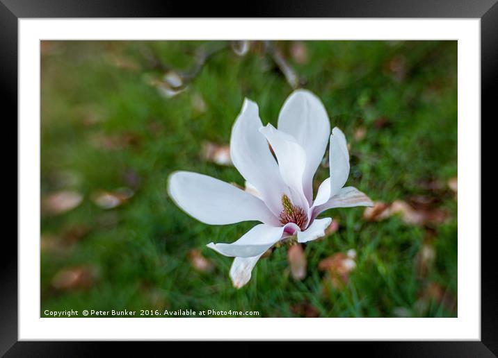 Magnolia Blur. Framed Mounted Print by Peter Bunker